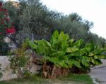 Вилла с оливковой рощей и замечательным фруктовым садом